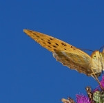 Prairies fleuries allges