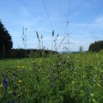 Prairies fleuries allges