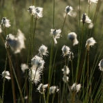 Tourbires, landes